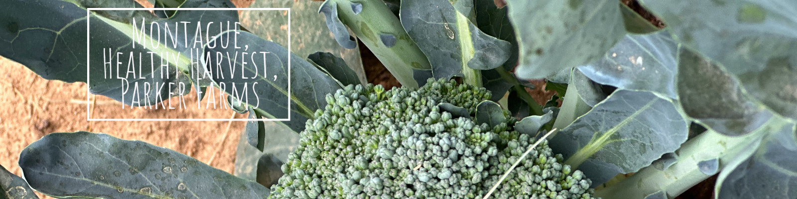 Head of Broccoli.